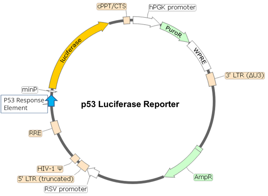 p53 Luciferase Reporter Lentivirus BPS Bioscience