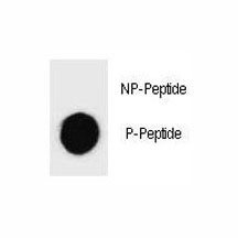 Anti-Caspase-3 (pS26)