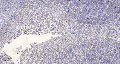 Anti-phospho-CEP55 (Ser425)