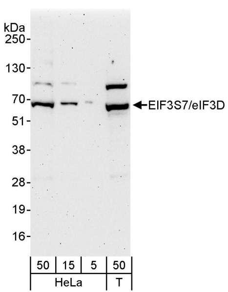 Anti-eIF3D/EIF3S7