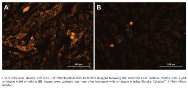 Mitochondrial ROS Detection Assay Kit