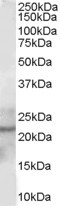 Anti-Glutathione peroxidase 2, Internal