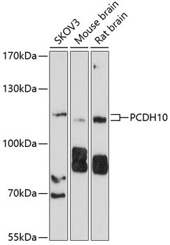 Anti-PCDH10