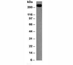 Anti-CD45RB (B-cell marker), clone PTPRC/1147