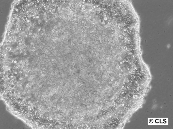 HROC296 Cells