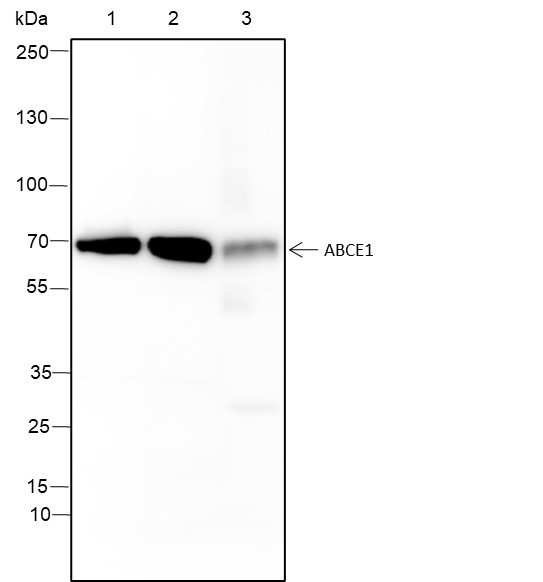 Anti-Recombinant ABCE1, clone A119