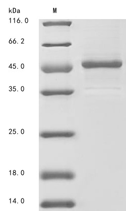 Aryl hydrocarbon receptor nuclear translocator-like protein 1 (Arntl), partial, mouse, recombinant