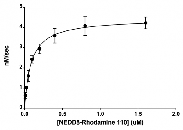 NEDP1 [SENP8] (human) (rec.) (His)