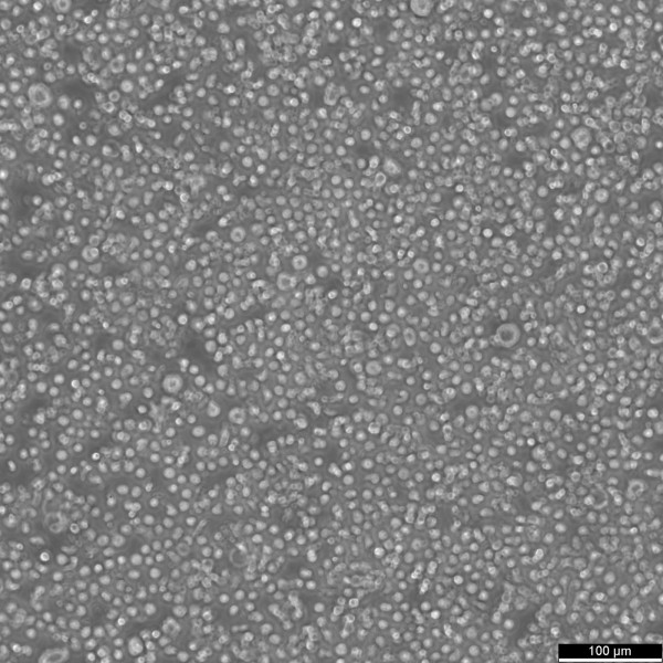 BALL-1 Cells
