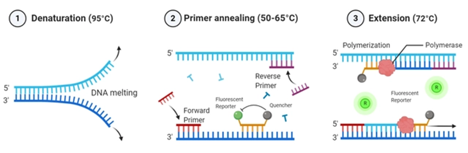 qPCR_Probe-based