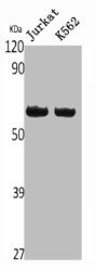 Anti-CASP10