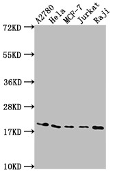 Anti-EIF5A Recombinant Monoclonal, clone 5E1