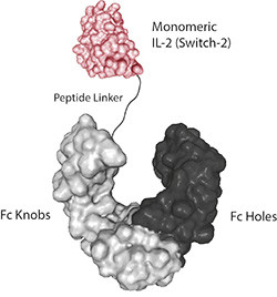 IL-2 (human) (Switch-2) (monomeric):Fc-KIH (human) (rec.)