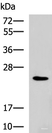 Anti-RAB38