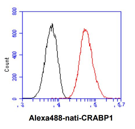 Anti-CRABP1, clone 1A1