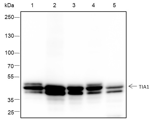 Anti-Recombinant TIA1, clone A379