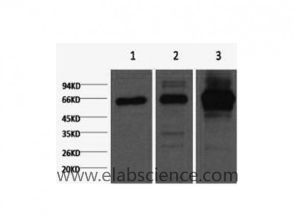 Anti-NFkappaB-p65, clone 9C4