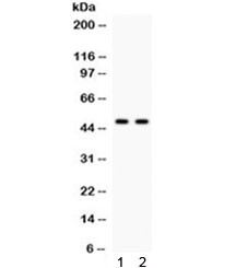 Anti-JNK2 (alpha/beta)