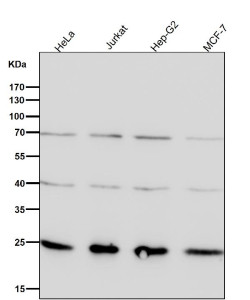 Anti-GRB2 / Growth factor receptor-bound protein 2, clone 32G61