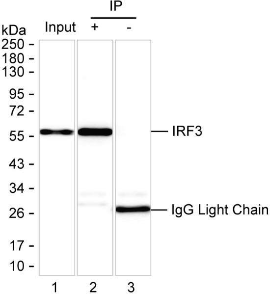 Anti-IRF3