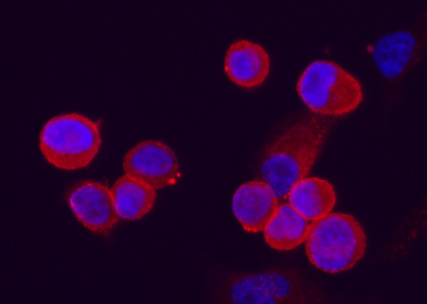 Anti-C4.4A/LYPD3 Monoclonal Recombinant Antibody