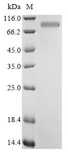 Pregnancy-associated glycoprotein 1, bovine, recombinant