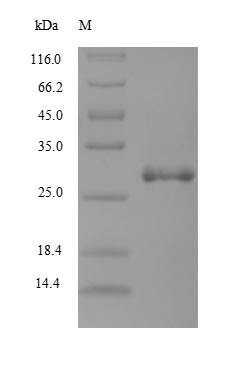 Tick anticoagulant peptide, Ornithodoros moubata, recombinant