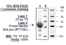 ITK(Lyk), active rat recombinant, N-terminal GST-tag