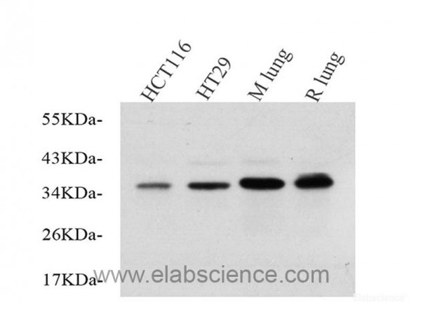 Anti-EPCAM