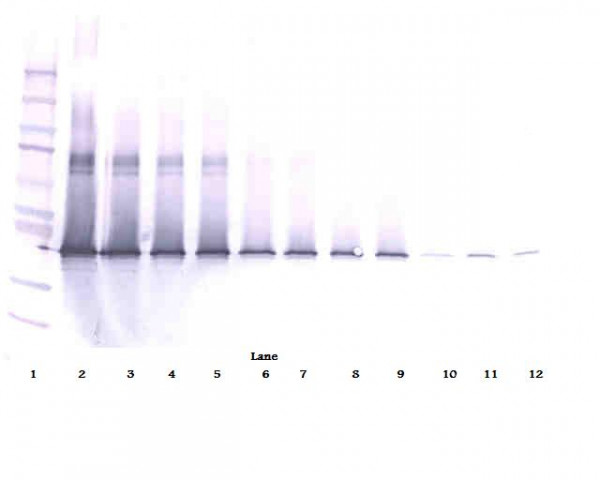 Anti-IL17D (Biotin)