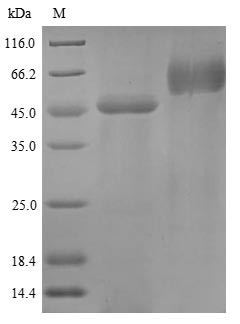 Plasminogen activator inhibitor 2 (SERPINB2), human, recombinant