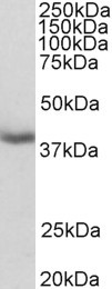 Anti-MRG15 / MORF4L1, N-terminal