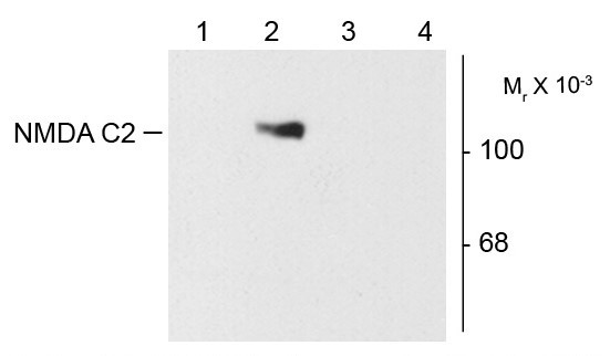 Anti-NDMAR1, Splice Variant C2