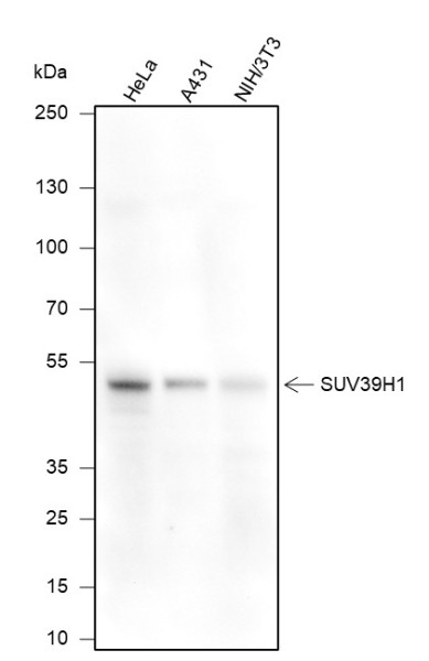 Anti-Recombinant SUV39H1, clone A372
