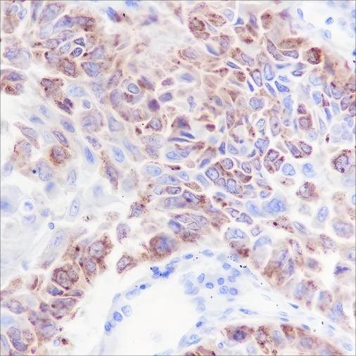 Anti-Recombinant iNOS, clone A267