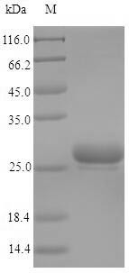 Major allergen Equ c 1, horse, recombinant