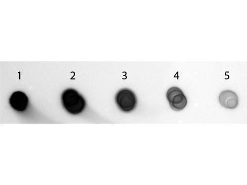 Anti-Guinea Pig IgG (H&amp;L) [Goat] (Min X Bv Ch Gt Ham Hs Hu Ms Rb Rt &amp; Sh serum proteins) Phosphat