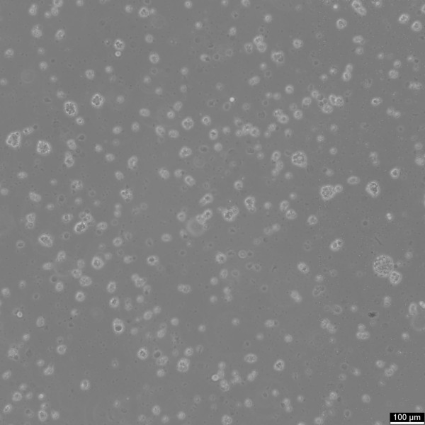 NCH612 Cells