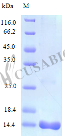C-C motif chemokine 25 protein (Ccl25) (Active), mouse, recombinant