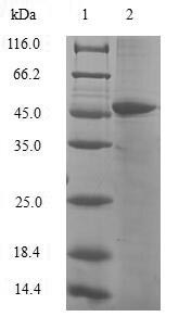 HemK methyltransferase family member 2 (N6AMT1), human, recombinant