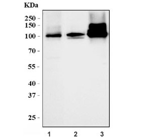 Anti-Calmegin / Clgn