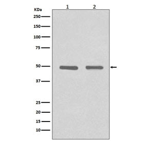 Anti-HDAC3, clone EFH-8