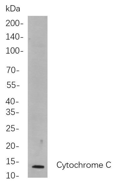Anti-Recombinant Cytochrome C, clone 5F5
