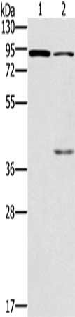 Anti-CNGA3