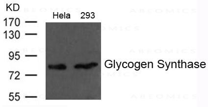 Anti-Glycogen Synthase