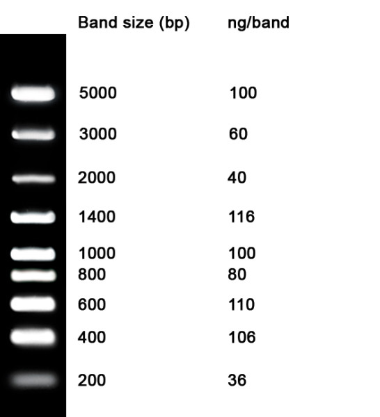 NZYDNA Ladder VIII, 200-5000 bp