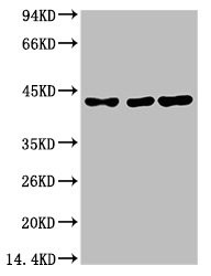 Anti-TBP Monoclonal