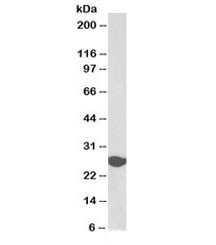 Anti-Triosephosphate isomerase Biotin Conjugate