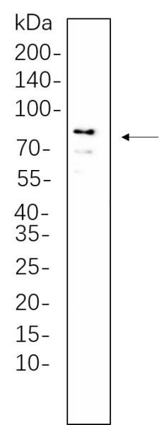 Anti-Recombinant DDX4, clone 5C8