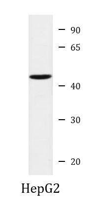 Anti-ILF2 / NF45